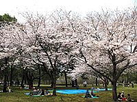 Hà Nội sắp có Lễ hội Hoa anh đào 